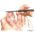 Foot