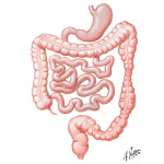 Digestive Tract