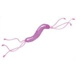 Treating Peptic Ulcers