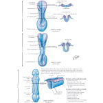 Embryology: Neurulation