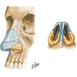 anterolateral