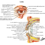 Labeled image