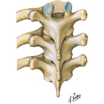 Thoracic Vertebrae