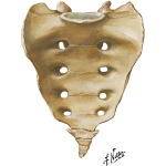 Sacrum and Coccyx