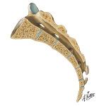 Sacrum and Coccyx
