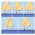 Chemical Neurotransmission: Amino Acid Synapses