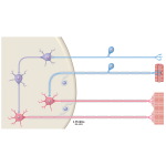 Sensory Channels: Reflex