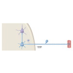 Sensory Channels: Cerebellar