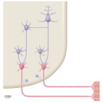 Motor Channels: Basic Organization of Lower and Upper Motor Neurons