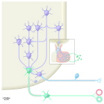 Autonomic Channels