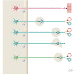 Schematic of Cholinergic and Adrenergic Distribution to Motor and Autonomic Structures
