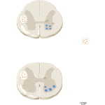 Spinal Cord Levels: Lumbar