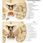Multiple Publications image