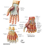 Muscles of the Hand