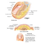 anatomy of toenail