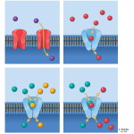 Unlabeled image