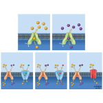 Membrane Transport: I