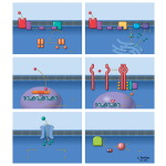 Signal Transduction Pathways: I