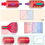 Hemodynamics