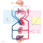 Monitoring of Blood Pressure
