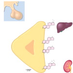 Regulation of Adrenal Hormones
