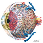 Human Eye Unlabeled