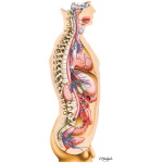 Parasympathetic Nervous System: General Topography