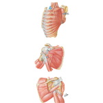 Scapulohumeral Dissection