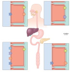 Gastrointestinal Tract Fluid and Electrolyte Transport