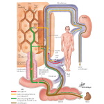 Bilirubin Production and Excretion - Netter Medical Artwork Bilirubin Production and Excretion - Netter Medical Artwork