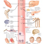 Hansen Physiology 1E image
