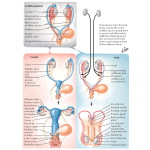 Gonad and Genital Duct Formation