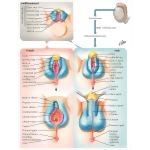 Differentiation of the External Genitalia