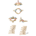 Spinal Trauma