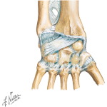 Joints of the Hand