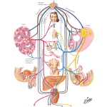 Functional Gonadal Relationships