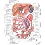 Hansen CA 1E image