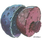 Nuclear Components of the Cell
