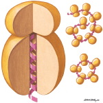 Electron Photomicrographs Showing Single Ribosomes