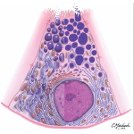 Serous Cell: All Layers