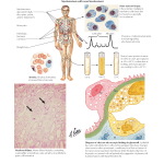 Labeled image