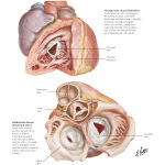 Labeled image