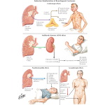 Buja image