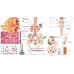 Labeled image