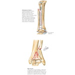 Labeled image