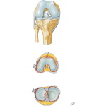 Interior and Anterior Ligaments of Knee