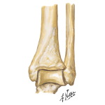 Ankle
