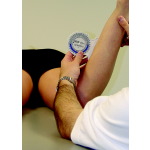 Muscle Length Measurements With Bubble Inclinometer: External Rotators of the Hip