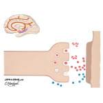 Alzheimer Disease: Cholinergic Involvement and Drugs