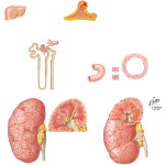 Hypertension Treatment: Diuretics